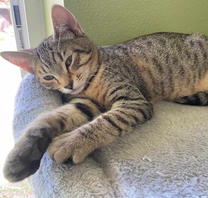 Photo of Pita