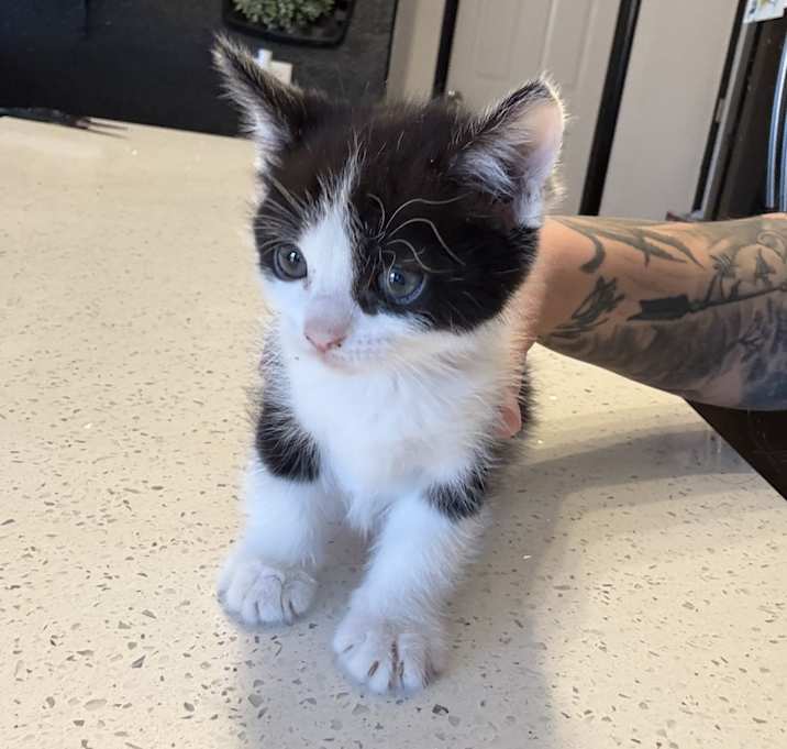Photo of Kittens