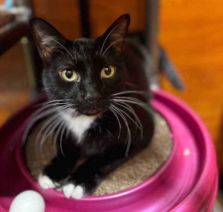Photo of Sox