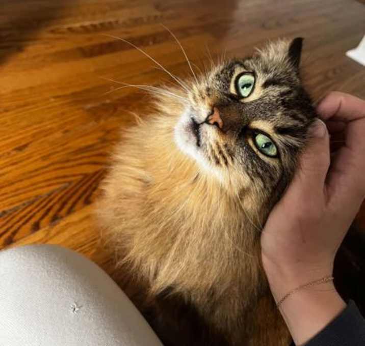 Photo of Nobu
