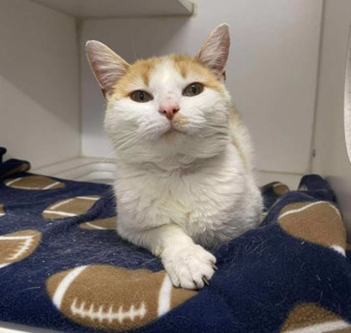 Photo of Pimento