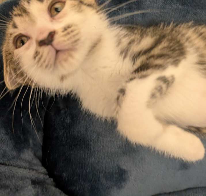 Photo of Dumpling