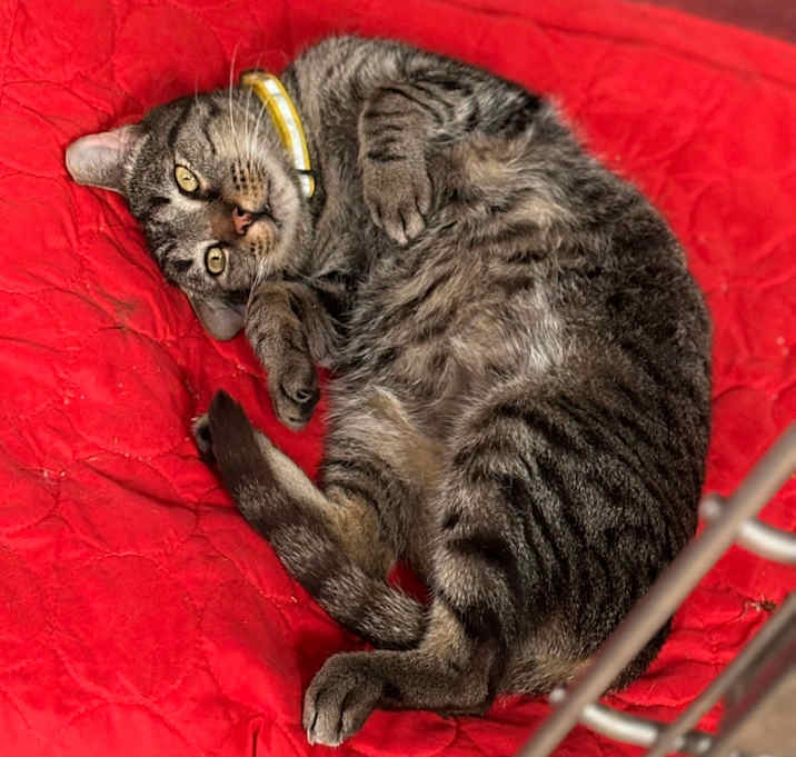 Photo of Griffin