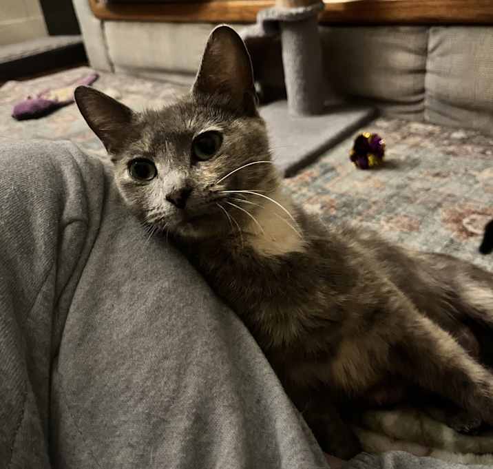 Photo of Mochi