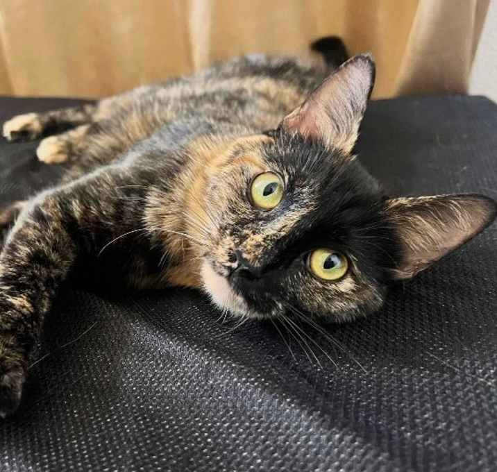 Photo of Galaxy - Mama Starry Night Litter