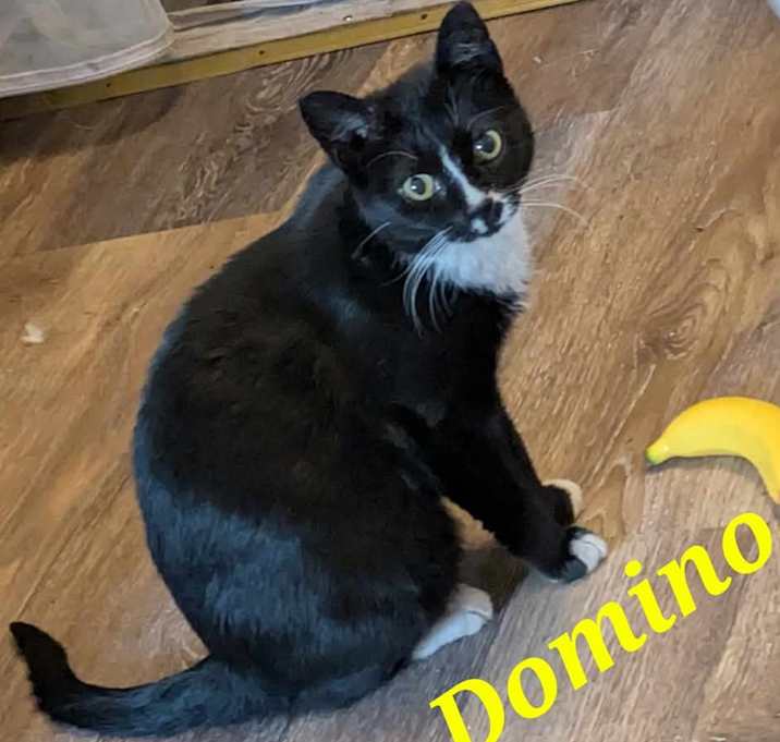 Photo of Domino