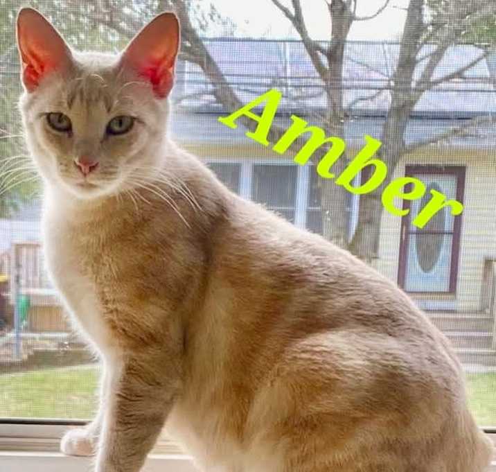 Photo of Amber