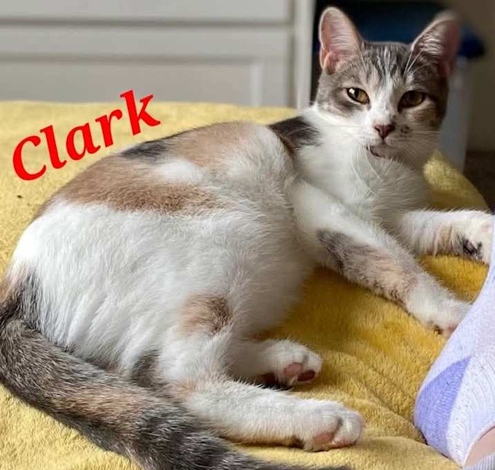 Photo of Clark