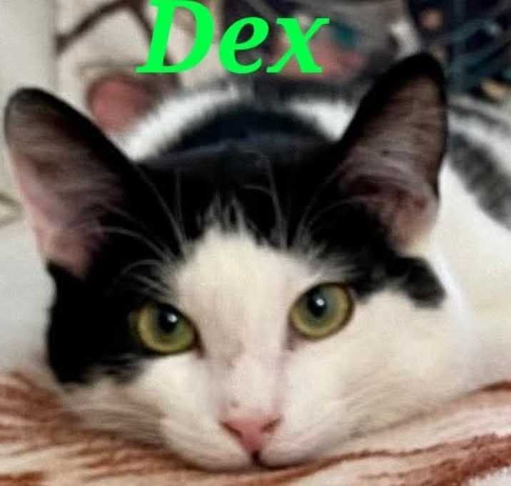 Photo of Dex
