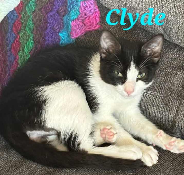 Photo of Clyde