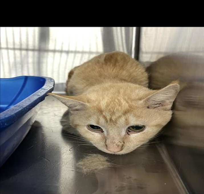 Photo of SAMSON