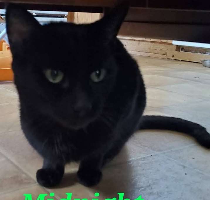 Photo of Midnight