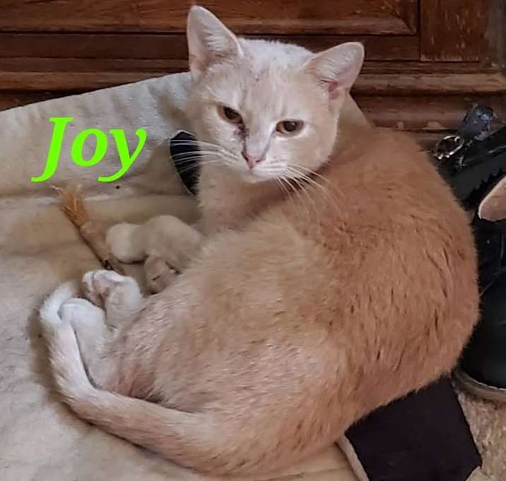 Photo of Joy