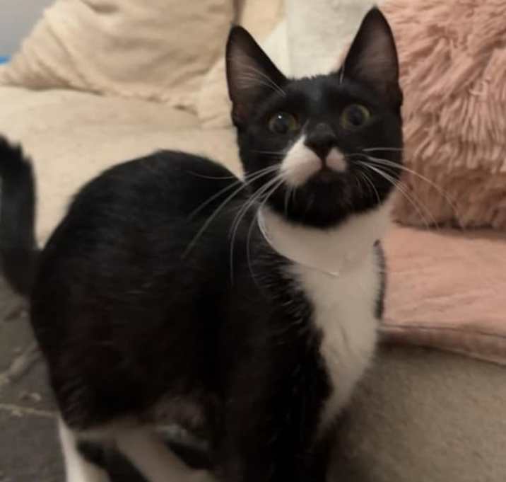 Photo of Felix