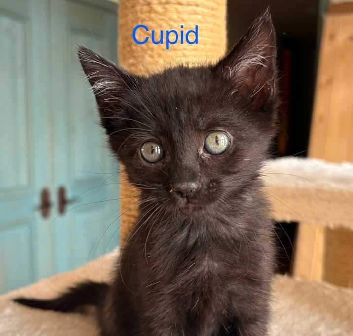 Photo of Cupid