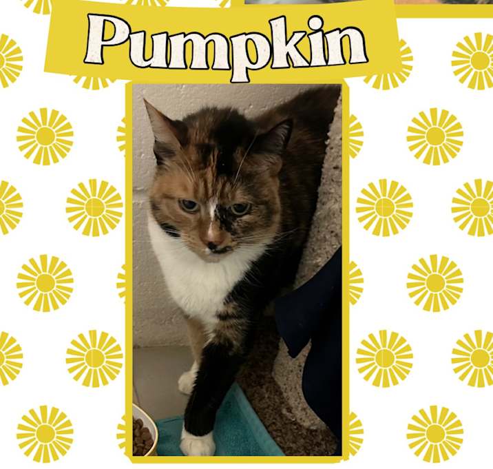 Photo of Pumpkin