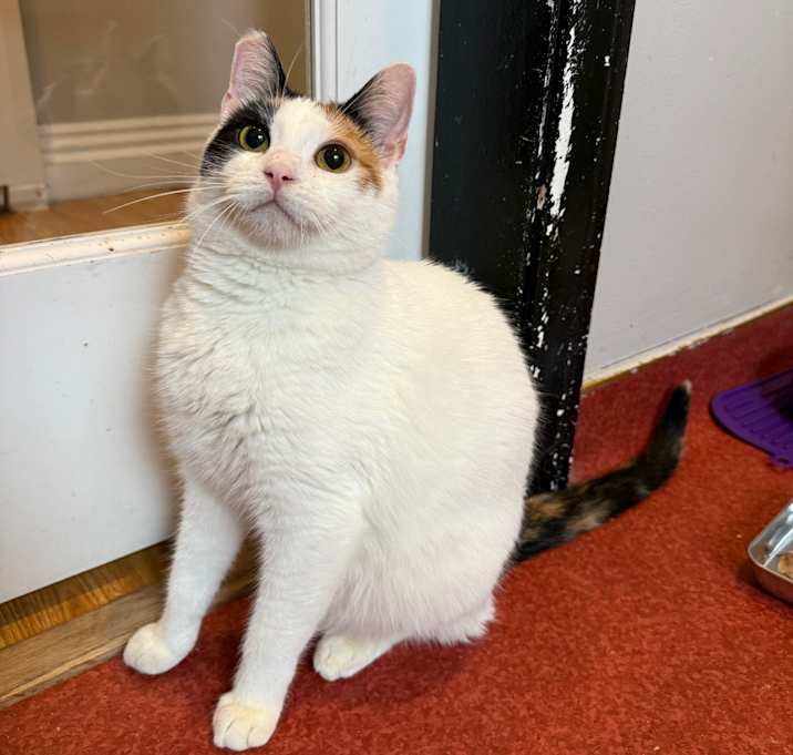 Photo of Demure