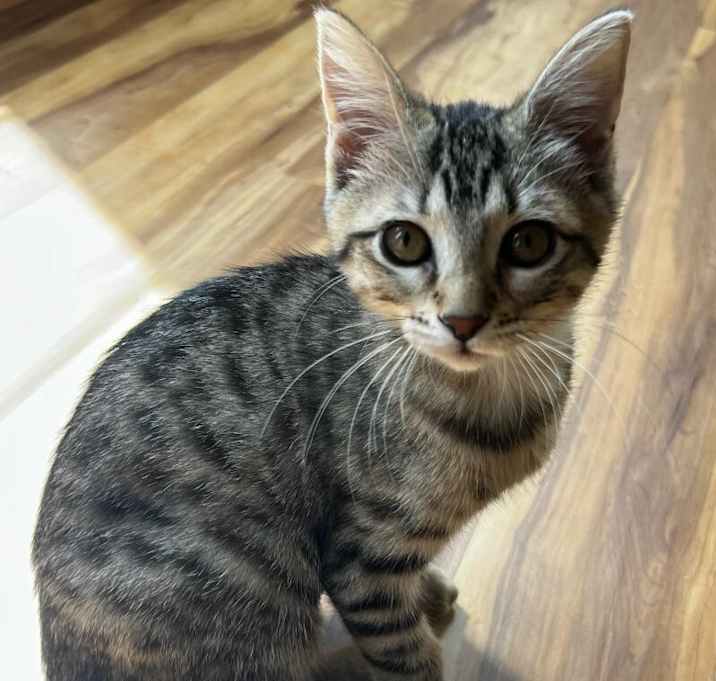 Photo of Hazel Fluff