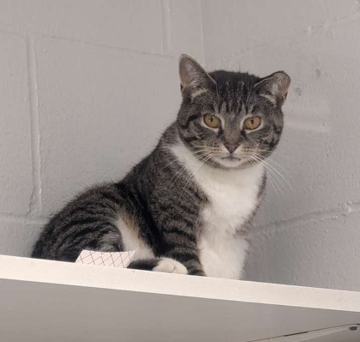 Photo of Gogo