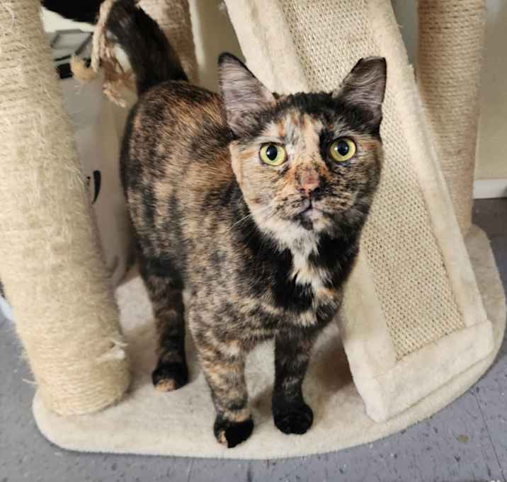 Photo of Pearla