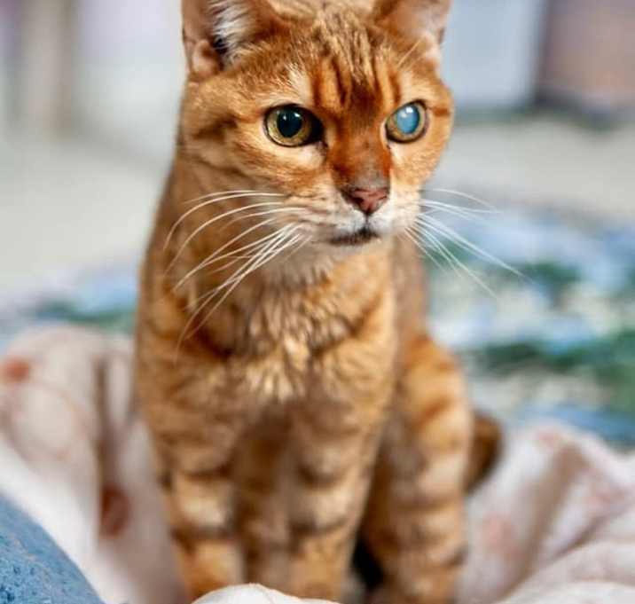 Photo of Kitty