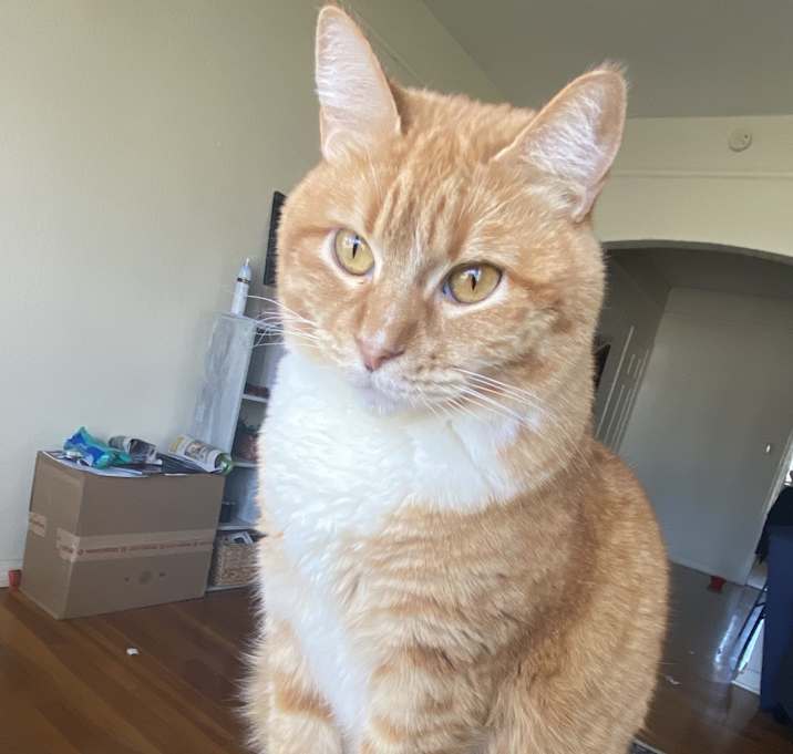 Photo of Simba
