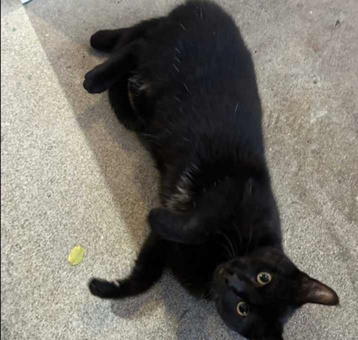 Photo of Buscuit
