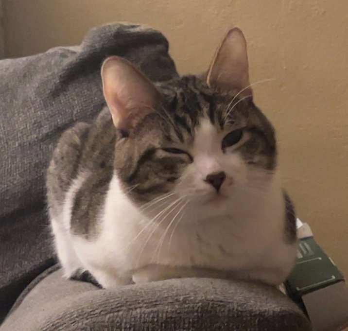 Photo of Comet