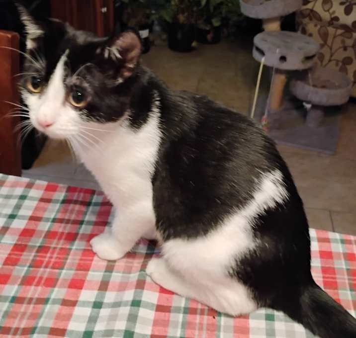 Photo of Bento