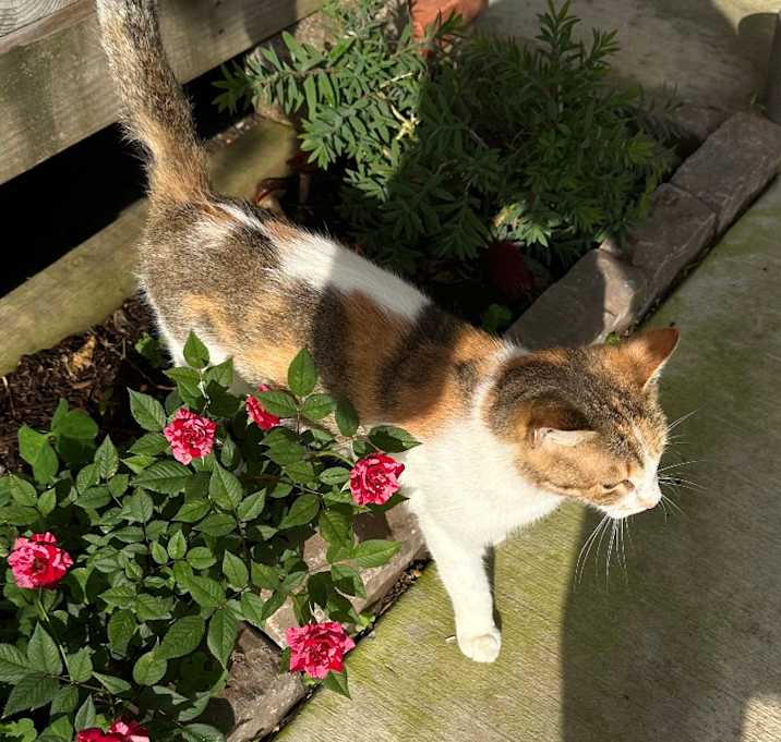 Photo of Coadi