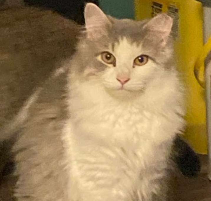 Photo of Theodore