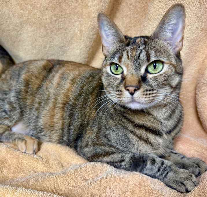 Photo of TWIX