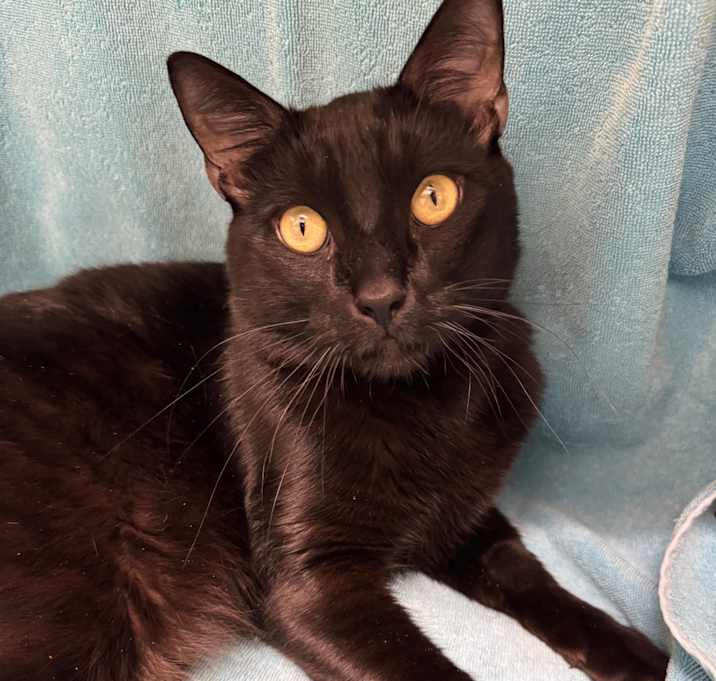Photo of Bagheera