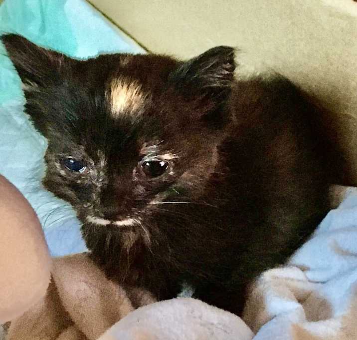 Photo of Calypso