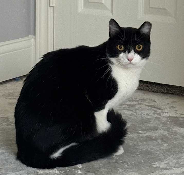Photo of Bandit 8