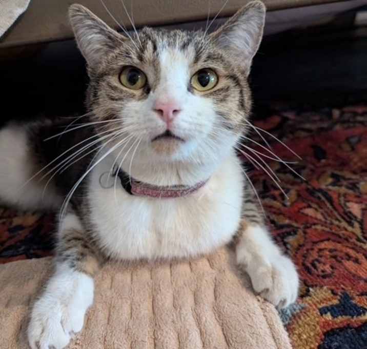 Photo of Monica