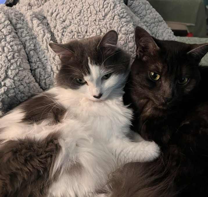Photo of Nimbus and Cinder