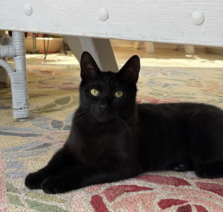 Photo of Ziva