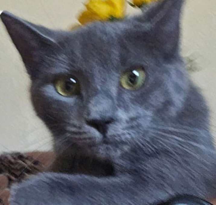 Photo of Lily Marie - Petsmart Plantation Foster Home
