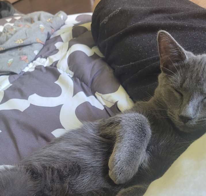 Photo of Shadow
