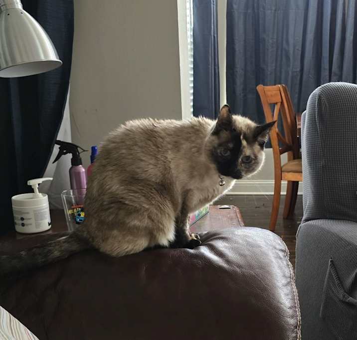 Photo of Ally