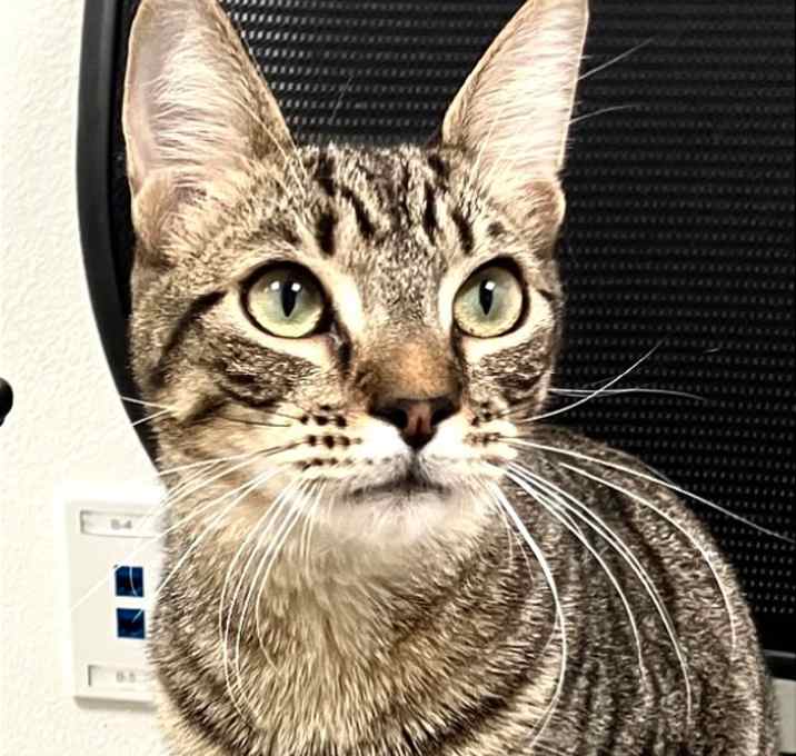 Photo of Toby
