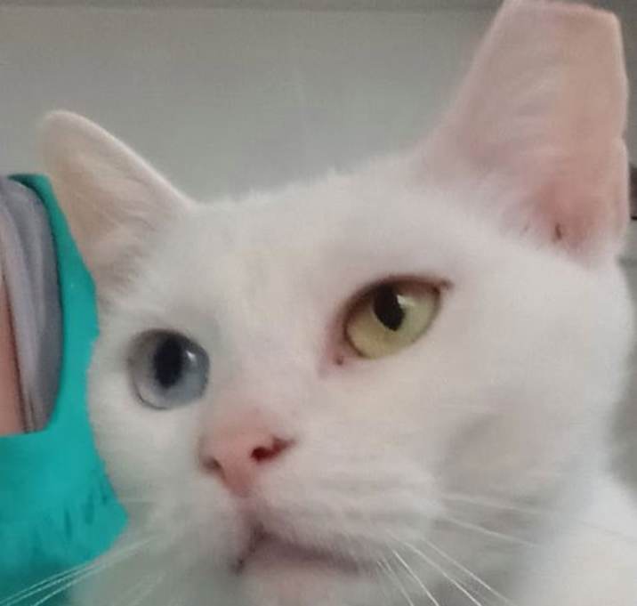 Photo of Snowy (FeLV positive sweetheart)