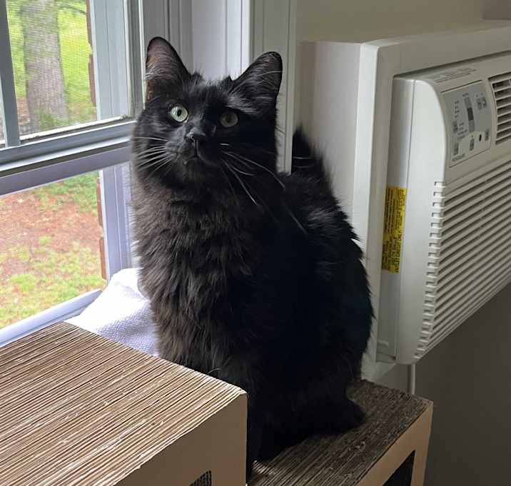 Photo of Milo-Snuggly Talker
