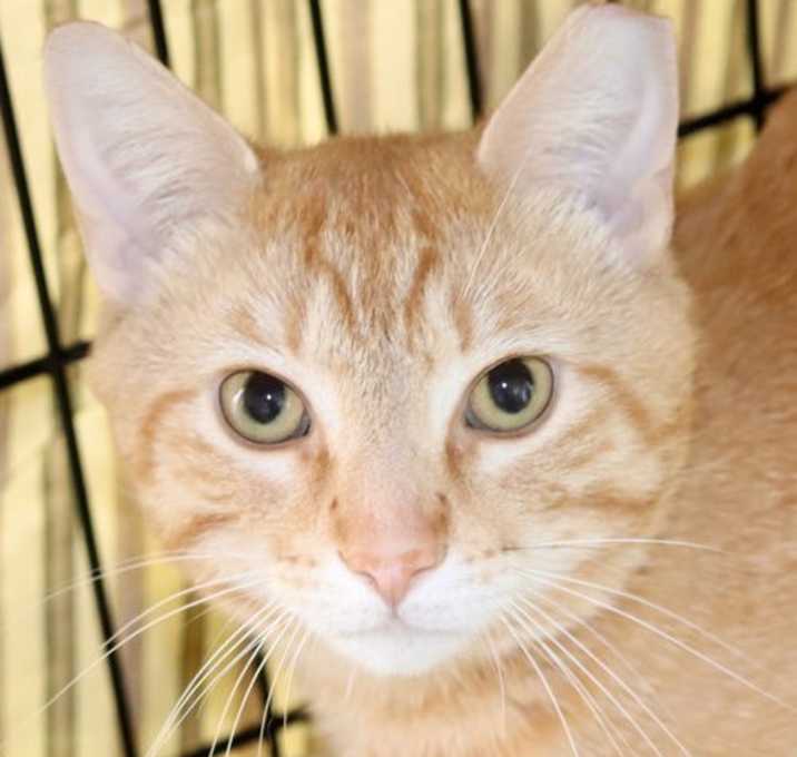 Photo of Tarzan