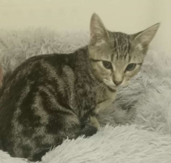 Photo of Evangeline (Evie)
