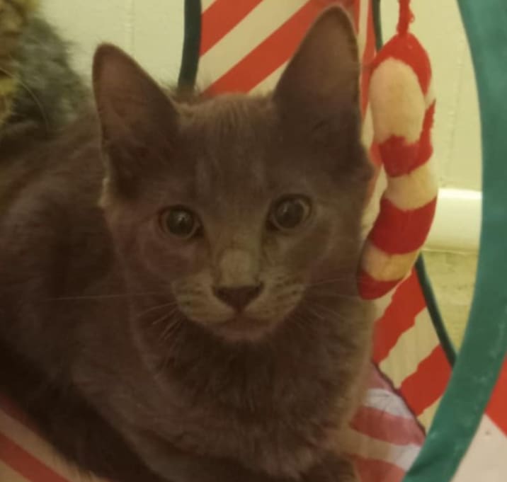 Photo of Penelope (Penny)