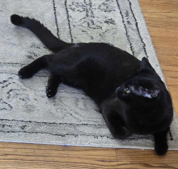 Photo of Beans