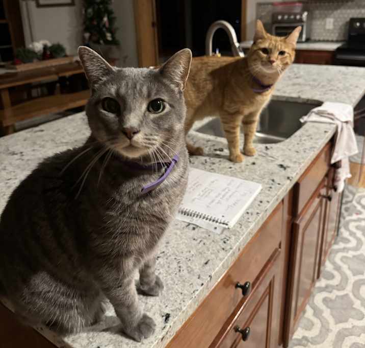 Photo of Rocky and Tiger