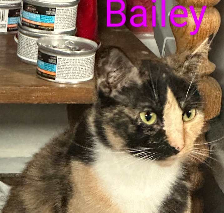 Photo of Bailey
